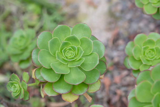 Aeonium simsii (Sweet) Stearn is a succulent plant up to 8 inches (20 cm) tall, with relatively small rosettes of leaves - Fotoğraf, Görsel