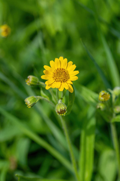 Yellow Arnica (Arnica Montana) herb blossom with nice bokeh. Note: Shallow depth of field - Photo, Image