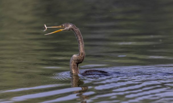 Doğu Darter veya Hint yılan kuşu (Anhinga melanogaster) su gövdesinde balık yakalar. - Fotoğraf, Görsel