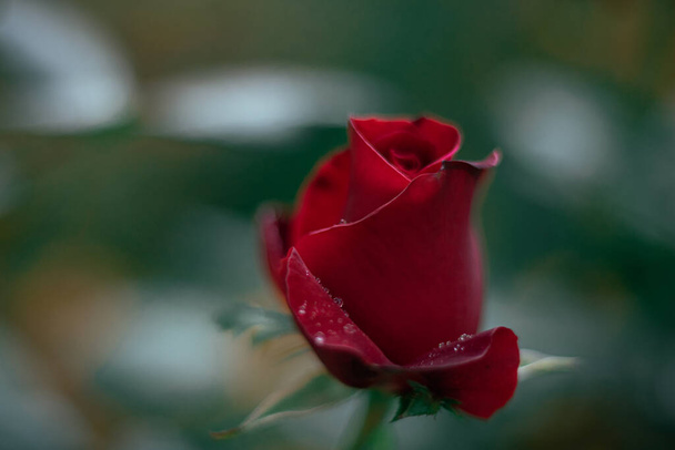 beautiful red rose in the garden - Foto, imagen