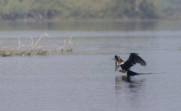 Oriental Darter or Indian snake bird (Anhinga melanogaster) in flight over the river. - Fotoğraf, Görsel