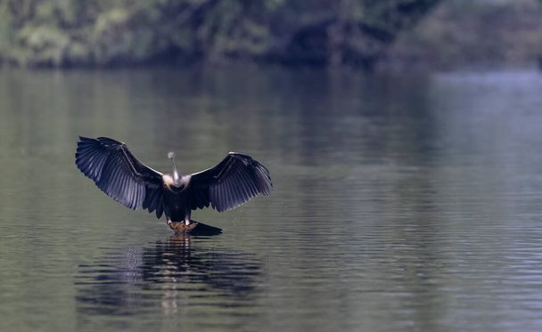 Oriental Darter or Indian snake bird (Anhinga melanogaster) in flight over the river. - Fotoğraf, Görsel
