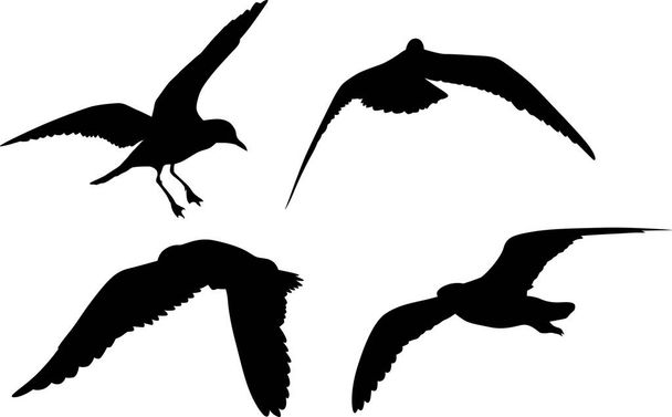 Иллюстрация с коллекцией силуэтов чайки на белом
 - Вектор,изображение