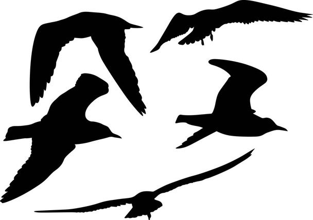 illustration with gull silhouette collection on white background - Vector, Image