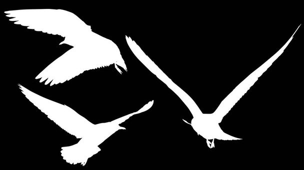 Illustration avec collection de silhouettes de goélands sur fond noir
 - Vecteur, image
