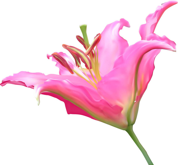 ilustração com flor de lírio isolado no fundo branco - Vetor, Imagem