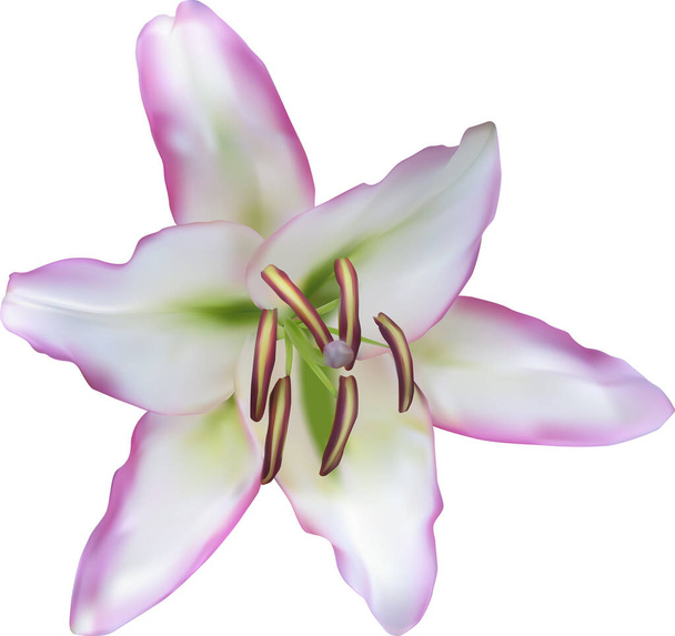 illusztráció liliom virág elszigetelt fehér háttér - Vektor, kép