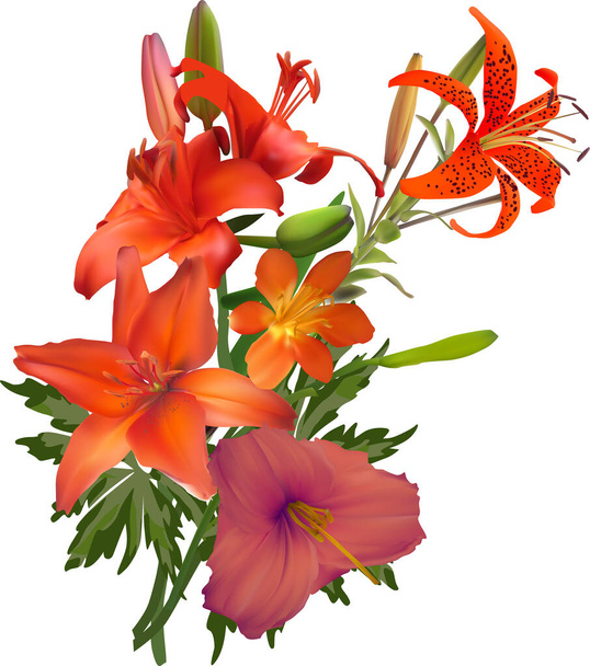 ilustrace s lilie květiny izolované na bílém pozadí - Vektor, obrázek