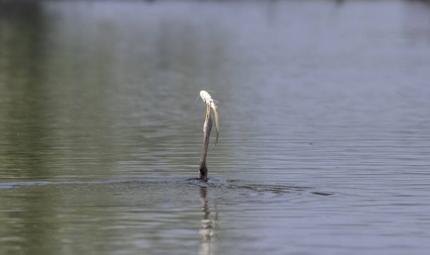 Doğu Darter veya Hint yılan kuşu (Anhinga melanogaster) su gövdesinde balık yakalar. - Fotoğraf, Görsel