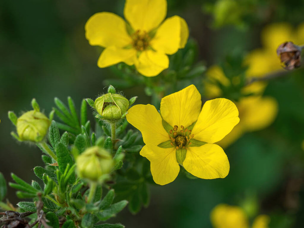 Closeup of a pretty yellow Potentilla flower on a bush in a summer garden - Photo, Image