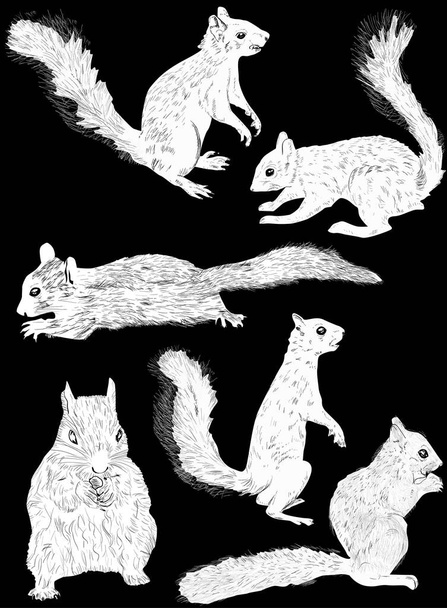 απεικόνιση με έξι σκίουρους που απομονώνονται σε μαύρο φόντο - Διάνυσμα, εικόνα