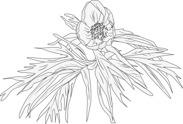 illustration with tree peony flower outline isolated on white background - Вектор,изображение