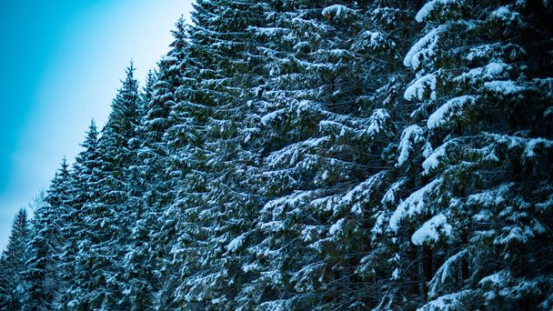 snow covered trees in forest - 写真・画像