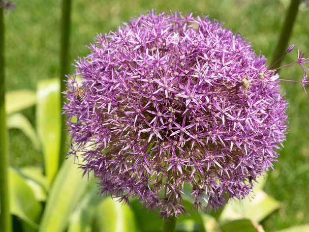 Allium cristophii commonly known as Star of Persia purple flower is a herbaceous perennial plant** Note: Shallow depth of field - Photo, Image