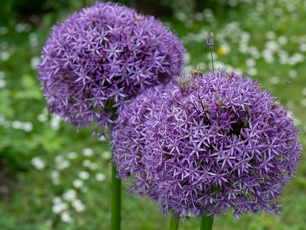 Allium cristophii commonly known as Star of Persia purple flower is a herbaceous perennial plant** Note: Shallow depth of field - Фото, изображение