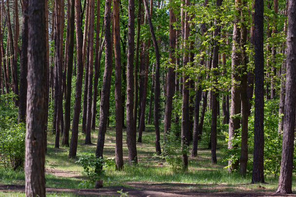 Fondo forestal natural con troncos y vegetación de árboles o parque urbano reservado, concepto de protección forestal - Foto, Imagen