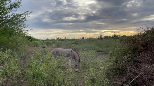 Donkey standing between tropical bushes, eating grass, waging the tail and moving its ears. - Filmmaterial, Video
