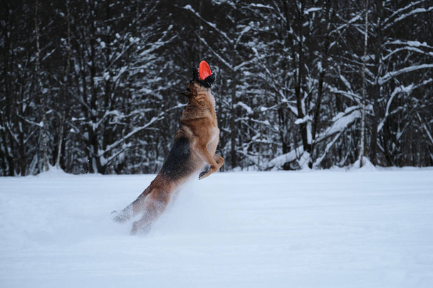 Black red German Shepherd jumps in snow against background of winter forest and catches an orange disk with teeth. Sports with dog outside. Flying saucer toy. Agile and energetic. - 写真・画像