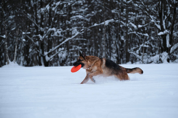 黒い赤いドイツの羊飼いは冬の森を背景に雪の中を素早く走り、歯にオレンジのディスクを保持します。外に犬がいるスポーツ。空飛ぶ円盤のおもちゃ。敏捷かつ精力的に. - 写真・画像