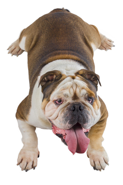 Inglés bulldog perro se acuestan y mirando hacia arriba
 - Foto, Imagen