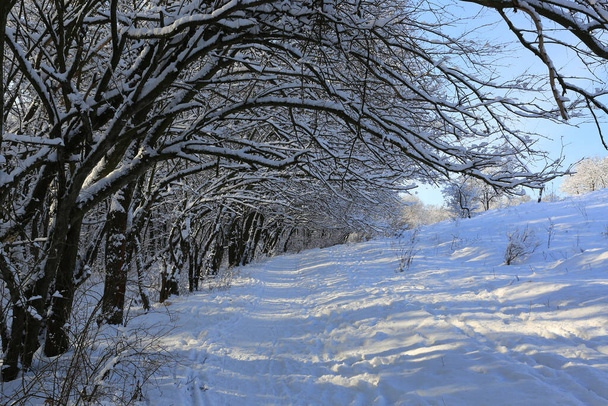 Landschap met wandelpad onder besneeuwde bomen in park - Foto, afbeelding
