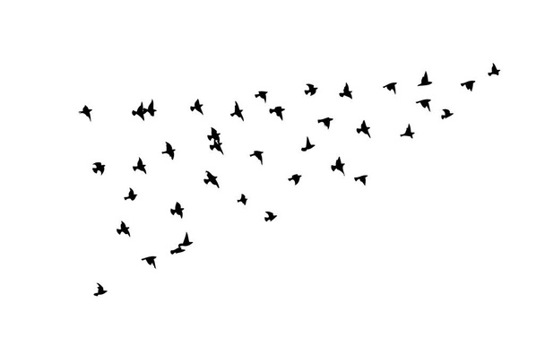 Um bando de pássaros voadores. Pássaros livres. Ilustração vetorial - Vetor, Imagem