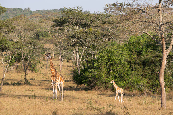 Baringo Jirafa (Giraffa camelopardalis), Parque Nacional del Lago Mburó, Uganda - Foto, Imagen