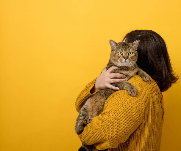 žena v oranžovém svetru drží dospělou skotskou kočku na žlutém pozadí. Láska ke zvířatům - Fotografie, Obrázek