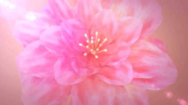 Цветущий розовый цветок сверху
 - Кадры, видео