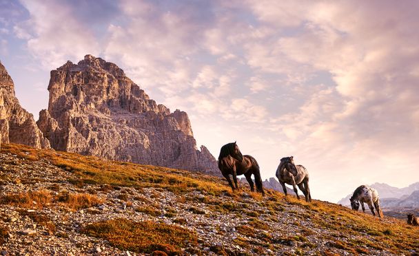 Beautiful horses in Dolomites - Photo, Image