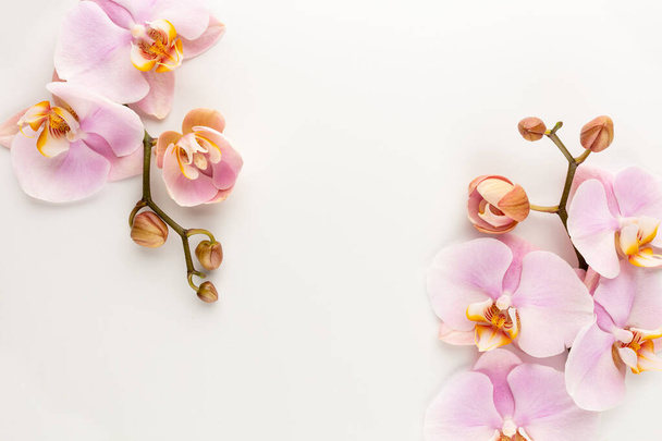 Pink orchid theme objects on pastel background. - Fotoğraf, Görsel