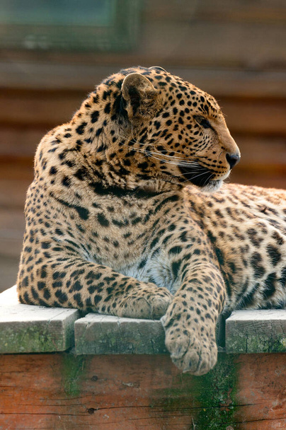 Le léopard d'Extrême-Orient et sa vie dans le zoo, le zoo d'Ukraine, une espèce menacée de prédateurs. - Photo, image