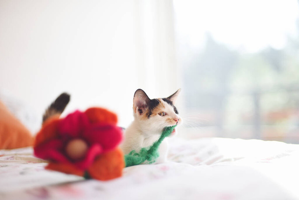 White kitten playing on the bed with wool flower - 写真・画像
