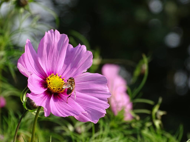 Közelkép egy rózsaszín kozmosz (Cosmea) egy méh - Fotó, kép