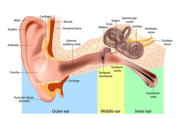 Human Ear Anatomy. Ear structure diagram. The human ear consists of the Outer, Middle and Inner ear. - Vecteur, image