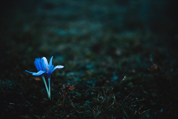 Blue small flower with a dark nature background. Dark green grass. Stunning nature shot. Beautiful wild flower. - Фото, изображение