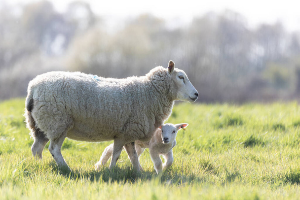 Une mère brebis et son agneau nouveau-né dans la campagne du Suffolk sous le soleil du printemps - Photo, image