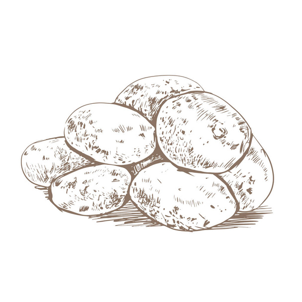 Croquis à la pomme de terre. Pommes de terre sur fond blanc dans un style rétro. Pommes de terre non pelées lavées - Vecteur, image
