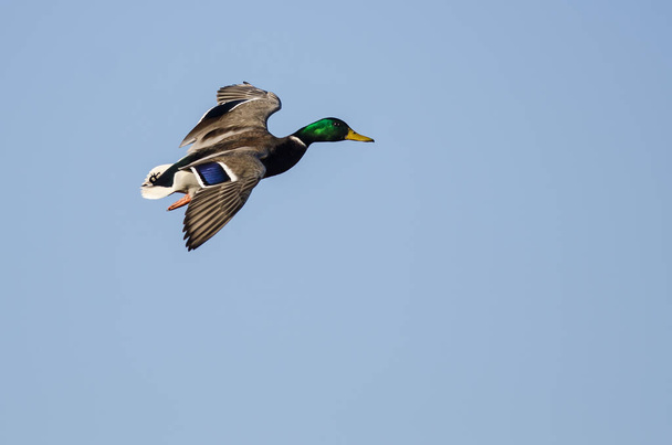Mallard Duck Flying in a Blue Sky - Photo, Image