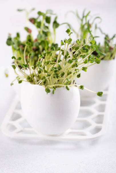Daikon radish, rutabaga and  coriander sprouts in egg shells on white background. Easter decoration. Gardening concept. Concept of beginning of life. - Zdjęcie, obraz