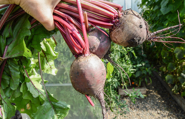 Farmer's hands hold three freshly harvested beets in his garden on a sunny summer day. - Fotó, kép