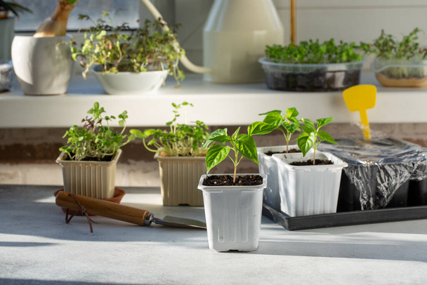 Young pepper seedlings growing in white plastic pots. Paprika sprouts near windowsill on sunny day. Spring seedlings. Gardening concept, springtime.  - Photo, Image