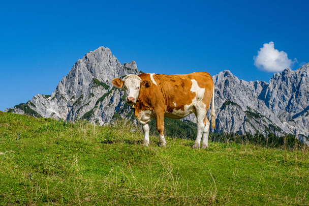 Young cow stands on an alpine meadow in front of the Reiter Steinberge in the beautiful Salzburger Land, Austria, Europe - Fotografie, Obrázek