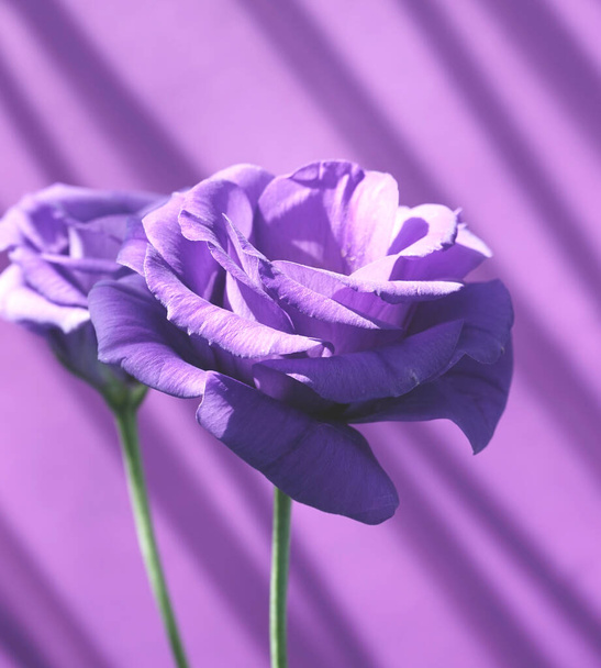 Eustoma, lisianthus або Prairie римські фіолетові квіти на фоні світло-фіолетового кольору з падаючою тінь на стіні абстрактний фон текстури
. - Фото, зображення