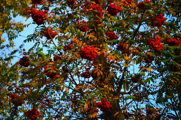 Red and orange ripe rowan fruits or berries with green leaves rowan-berry, rowan, rowanberry, rowan tree, ash-berry, rowan berries, sorbus aucuparia, mountain-ash - Photo, Image