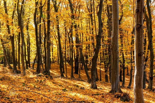 Autumn scene with trees and yellow colored leaves - Foto, Imagem