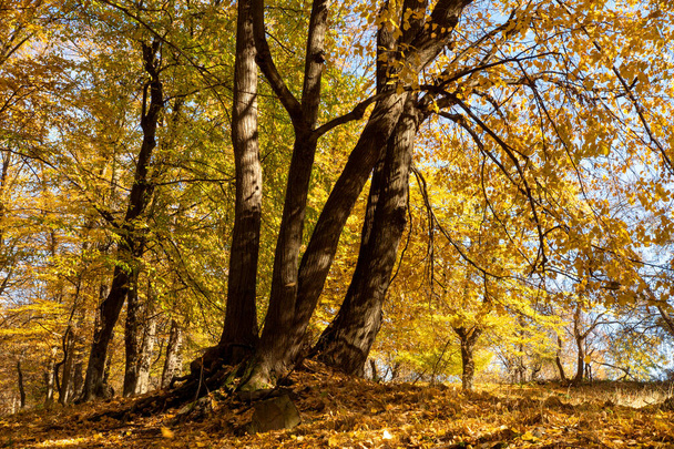 Autumn scene with trees and yellow colored leaves - Fotoğraf, Görsel