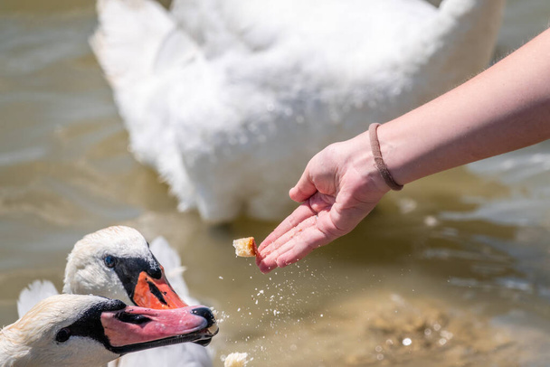 Girl feeding a mute swan in a lake from hand. Mute swan near the lake shore. Birds are not afraid of people - Foto, imagen