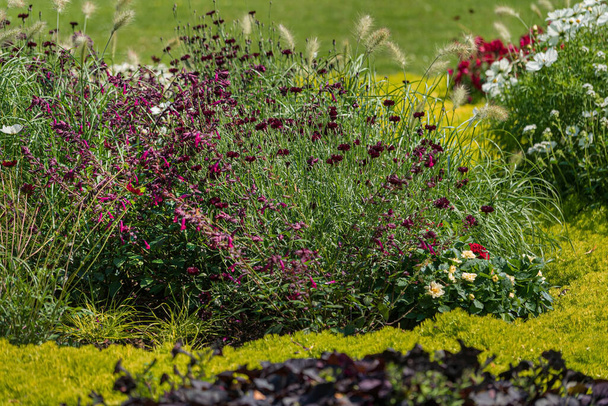 summer garden with different flowers - Foto, imagen