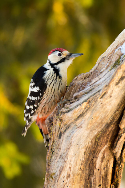 White-backed Woodpecker, Dendrocopos leucotos - Fotó, kép